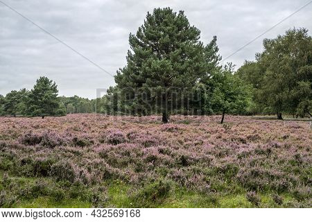 Heather And A Pine Tree At Skipwith Common, North Yorkshire, England