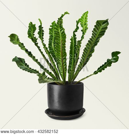 Bird#39;s-nest fern in a black ceramic pot