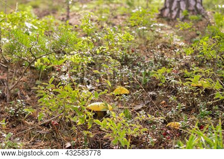 Group Of Mushrooms Boletus, Suillus Luteus, Grows In Shrubs In Coniferous Forest At Sunny Morning, M