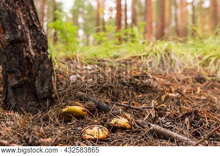 Group Of Mushrooms Boletus, Suillus Luteus, Grows Under Pine Tree In Fallen Needles In Coniferous Fo