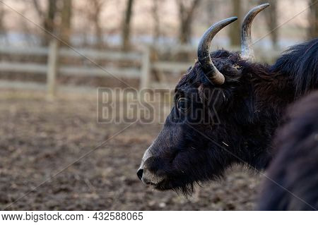 Tibetan Yak In A Zoo, Herbivorous And Large Animal With Horns.