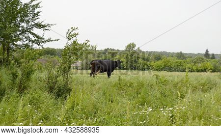 Photography On Theme Beautiful Big Milk Cow Grazes On Green Meadow Under Blue Sky. Photo Consisting 
