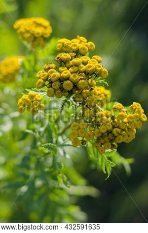 Lonas Perennial Yellow Wild Flowers In Meadow, Close-up