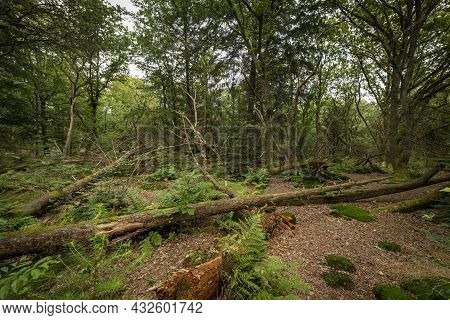 This Forest Blown Down In Nineteen Seventy-two Called Stormbos Near Ees In Drenthe In The Netherland