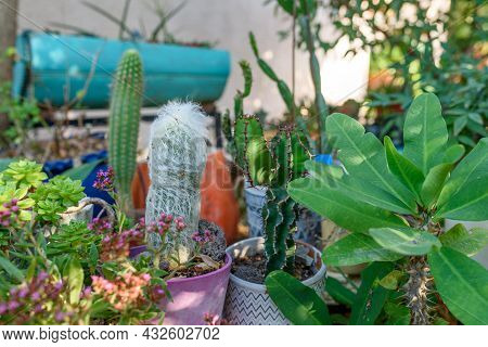 Various Types Of Cactus And Succulents. Old Man Cactus, Euphorbia And Cereus In Sunny Garden. Outdoo