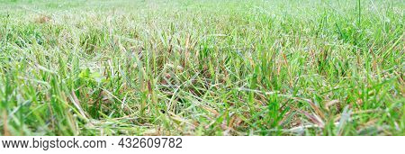 Banner Green Grass. Green Field. Texture Grass.