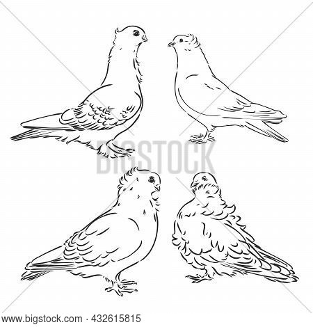 Pigeons. Design Set. Hand Drawn Engraving. Editable Vector Vintage Illustration. Isolated On Light B