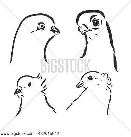 Pigeons. Design Set. Hand Drawn Engraving. Editable Vector Vintage Illustration. Isolated On Light B