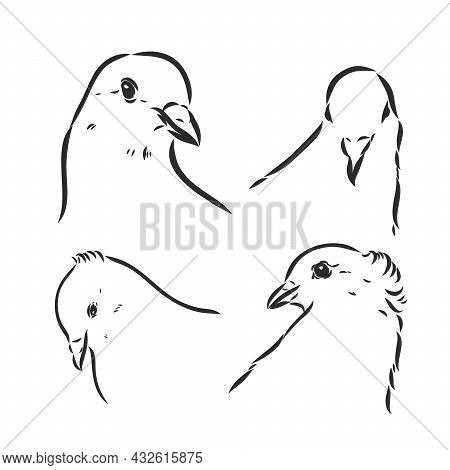 Pigeons. Design Set. Hand Drawn Engraving. Editable Vector Vintage Illustration. Isolated On Light B