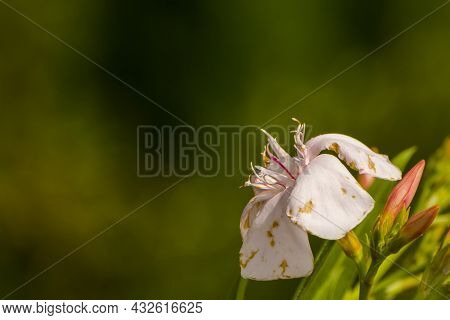 Blooming Flower Of Leander In A Summer Garden