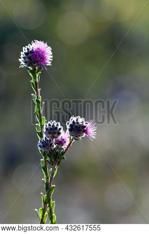 Pinkish Purple Flowers Of The Australian Native Myrtle Kunzea Capitata, Family Myrtaceae, Growing In
