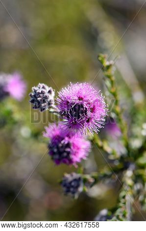 Closeup Of Pinkish Purple Flowers Of The Australian Native Myrtle Kunzea Capitata, Family Myrtaceae,