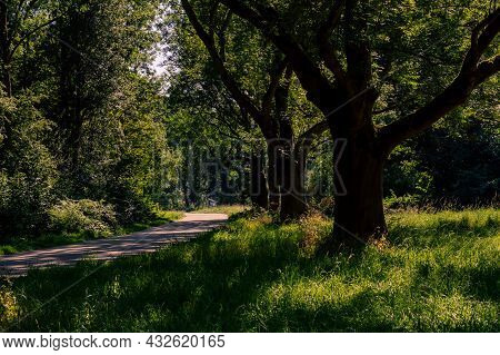 Landscape Image Of A Couple Of Trees In A Row Lining A Footpath Side Lit By The Mid Afternoon Sun