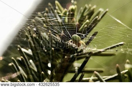 Photography To Theme Big Tabby Spider On Dew Web