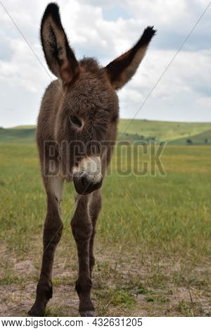 Dark Colored Baby Burro With Big Perky Ears Standing In A Field.