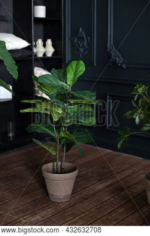 Large Green Plant In Pot On Wooden Floor In Dark Living Room. Interior Design, Urban Jungle Decor. H