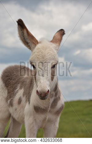 Close Up And Personal With A White And Light Brown Spotted Baby Burro.