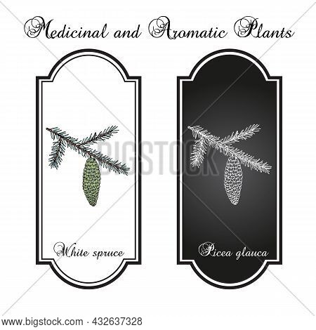 White Or Black Hills Spruce Picea Glauca , State Tree Of South Dakota. Hand Drawn Botanical Vector I