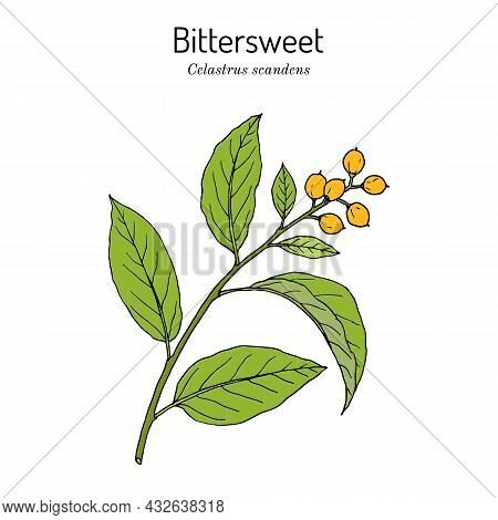 Staff Vine Or American Bittersweet Celastrus Scandens , Medicinal And Ornamental Plant. Hand Drawn B