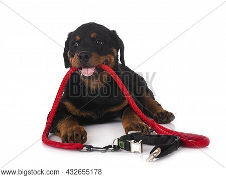 Puppy Rottweiler In Front Of White Background