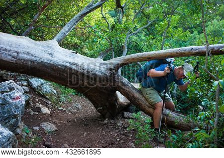 Hiking on Lycian way. Male hiker with backpack climbs between trunks of large fallen old tree in forest on Lycian Way trail Adrasan to Cirali, trekking in Turkey, Ecotourism going green