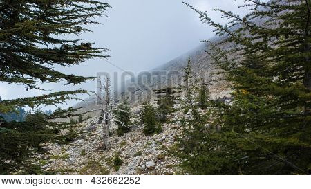 Lebanese cedar trees - rare and endangered species of trees in pine family, grow high on mountainside of Tahtali dagi \ mount Olympos along Lycian way hiking trail in Turkey Mediterranean region