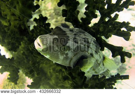 Smooth Puffer Fish (lagocephalus Laevigatus) Swims In The Filipino Sea January 9, 2012