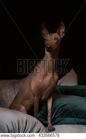 Beautiful Dog Sitting On The Sofa, Black Background. Mexican Hairless Dog, Xoloitzquintle, Xolo.