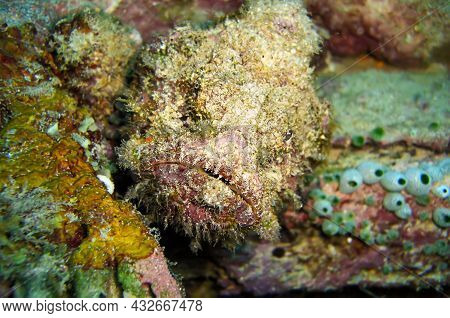 Stone Fish (synanceia Verrucosa) Is Swimming In The Filipino Sea January 13, 2012