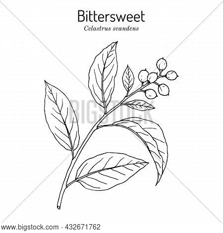 Staff Vine Or American Bittersweet Celastrus Scandens , Medicinal And Ornamental Plant. Hand Drawn B