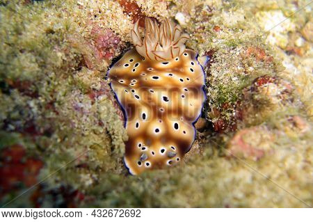 Nudibranch Or Seaslug (chromodoris Kunei) On The Ground In The Filipino Sea 4.12.2'11