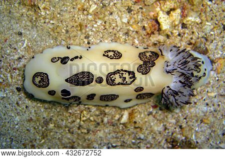 Nudibranch Or Seaslug (jorunna Funebris) On The Ground In The Filipino Sea 16.11.2011