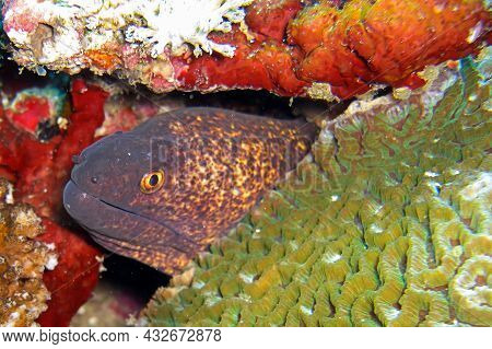 Yellow Edged Moray Eel (gymnothorax Flavimarginatus) Is Protruding From Behind A Rock In The Filipin