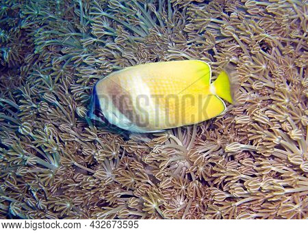 Blacklip Butterflyfish (chaetodon Kleinii) Swims In The Filipino Sea 6.2.2012
