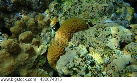 Small Knob Coral (plesiastrea Versipora) And Lesser Star Coral (goniastrea Edwardsi) Undersea, Red S