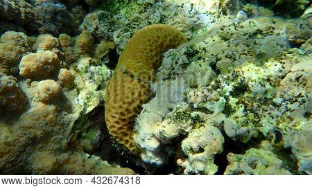 Small Knob Coral (plesiastrea Versipora) And Lesser Star Coral (goniastrea Edwardsi) Undersea, Red S