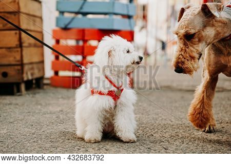A Small White Lapdog With A Red Leash Greets An Adult Brown Dog. Dogshow And Dogmarket In The City