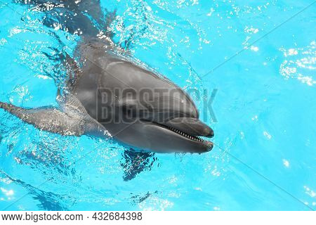 Dolphin Swimming In Pool At Marine Mammal Park