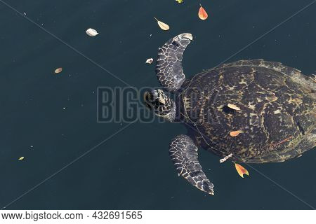 Close View Of Sea Turtle