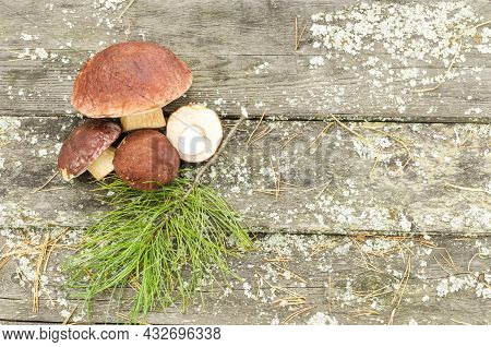 Large Mushrooms With A Brown Cap On A Wooden Table . Porcini Mushrooms Close-up, Mushroom Picking Se