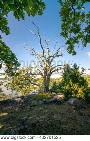Beautiful Dead Tree In The Middle Of Segersgarde Nature Reservation In Sweden. Beautiful Summer Day 