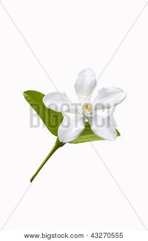 Beautiful White Flower With Leaf