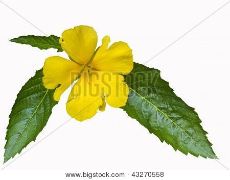 Beautiful Yellow Flower With Leaf