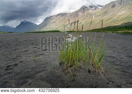 A Grass Turf On The Sandy Valley Floor With Many Footprints In It In Rapadalen In Sarek National Par