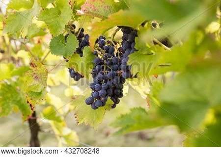 Red Grapes On Vine Stock At Wine Yard. Planting In The Organic Vineyard Farm To Produce The Red Wine
