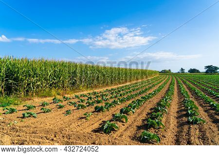 Field Of Beautiful Cauliflowers In Brittany. France. Farming Organic Green Cabbage Lettuce On A Vege
