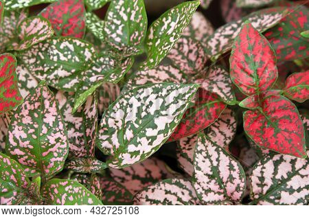 Various Colored Leaves In Polka Dot Plants