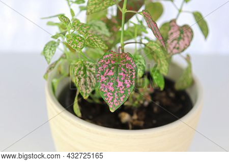 A Multicolored Polka Dot Plant In A White Pot On A Table