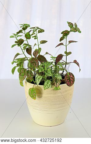 A Multicolored Polka Dot Plant In A White Pot On A Table