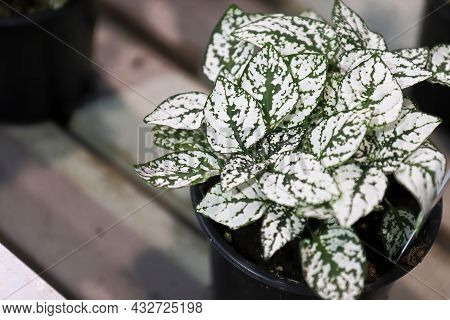 White Leaves On A Potted Polka Dot Plant